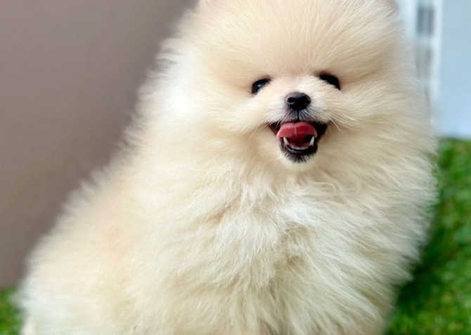 Safkan Pomeranian Boo Yavrularımız